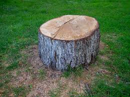 Best Root Management and Removal  in Riverview, FL